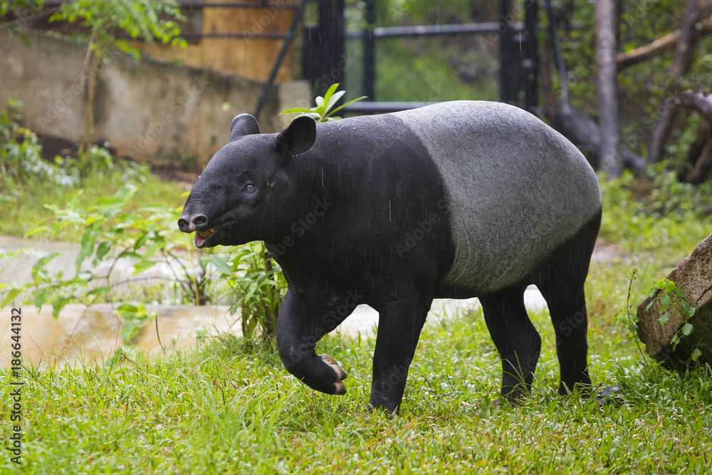 malayan tapir in zoo. malayan tapir in zoo.