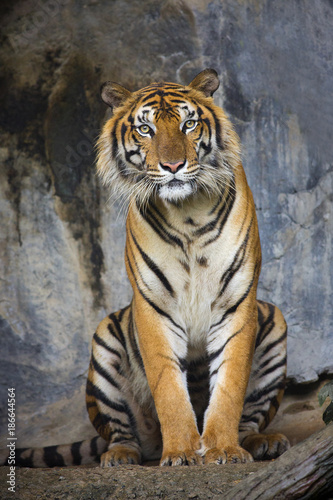 Bengal Tiger sleeps clean © titipong8176734