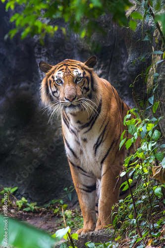 Fototapeta Naklejka Na Ścianę i Meble -  Bengal Tiger sleeps clean