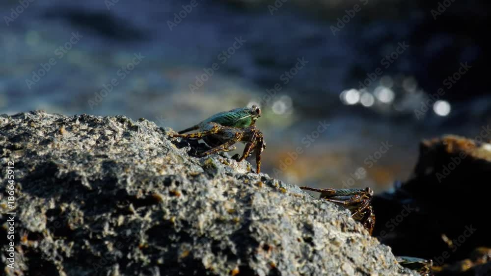 Crab on the rock at the beach