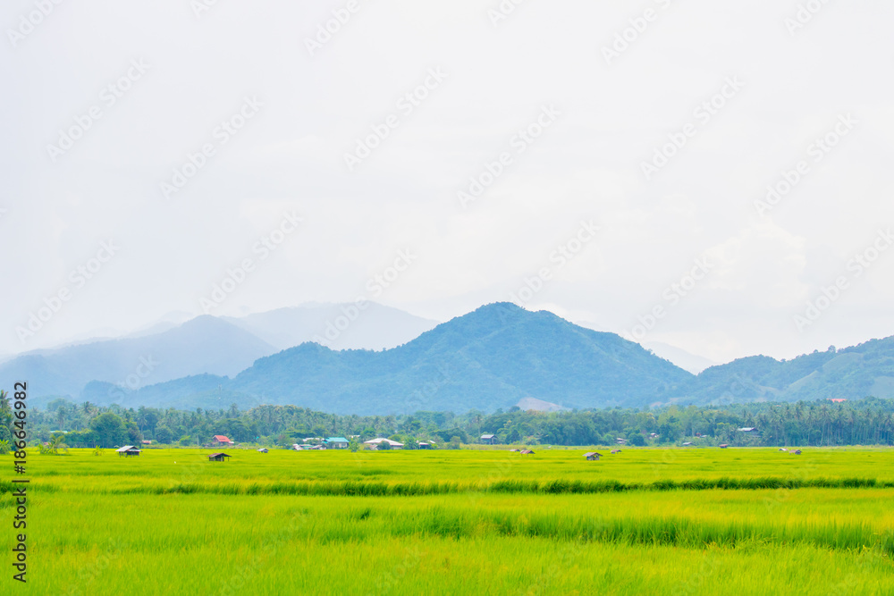 A green rice field with mountains stacked and blue sky in the background.