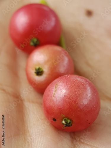 Three redberry on your hand with rounded form and sweet taste 