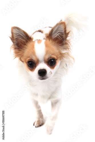 small chihuahua isolated