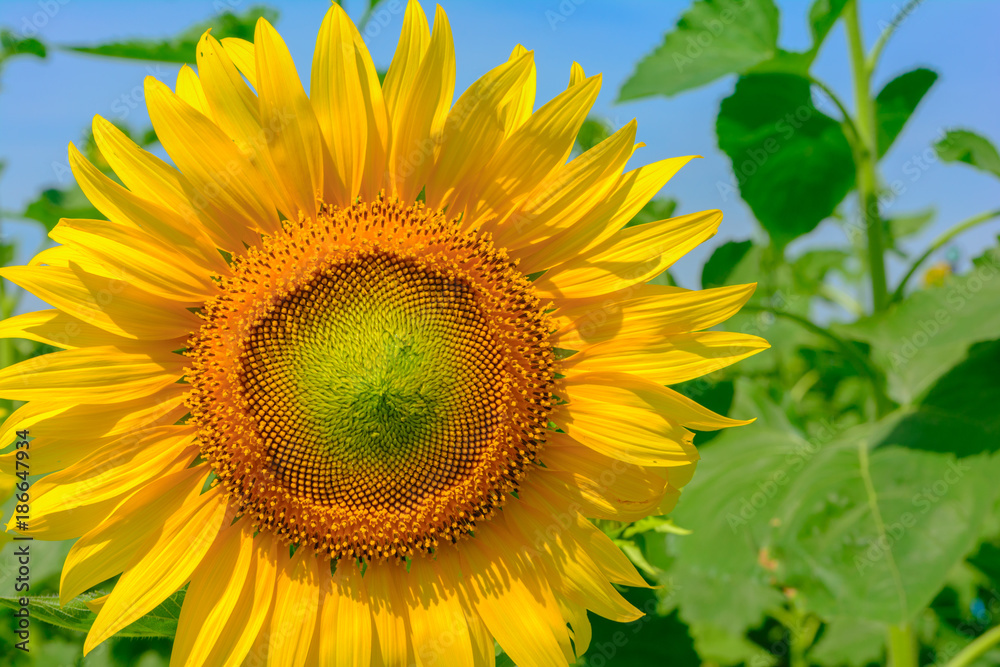 Sun flower at flower farm in Thailand. Agriculture flower farm in Thailand. Nature flower background