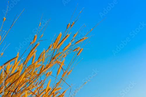 Brown grasses with blue sky background