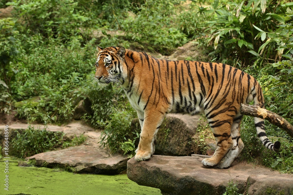Siberian tiger, Panthera tigris altaica, walking in the grass directly to photographer. Dangereous predator in action. Tiger in green taiga habitat. Beautiful wild animal in captivity. Siberian tiger, Panthera tigris altaica, walking in the grass directly to photographer. Dangereous predator in action. Tiger in green taiga habitat. Beautiful wild animal in captivity.