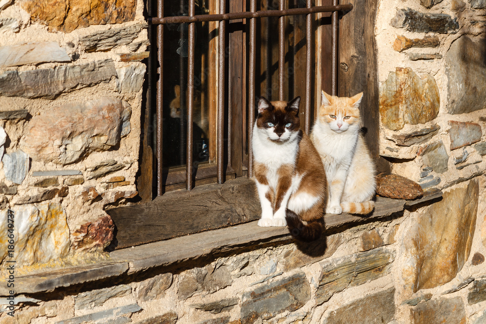 Gatos comunes tomando el sol en la ventana de una casa. foto de Stock |  Adobe Stock