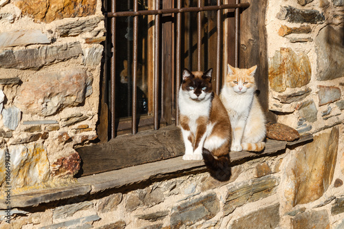 Gatos comunes tomando el sol en la ventana de una casa. 