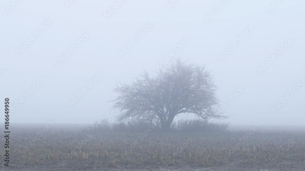 custom made wallpaper toronto digitalAutumnal tree in fog