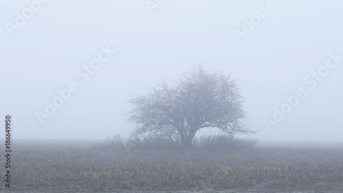 Wallpaper Mural Autumnal tree in fog Torontodigital.ca