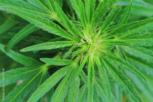 green marijuana plant