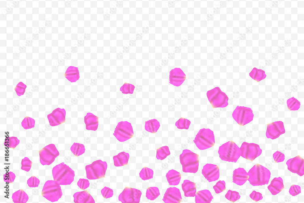 Flying random, chaotic, pink, lilac, petals on transparent background.
