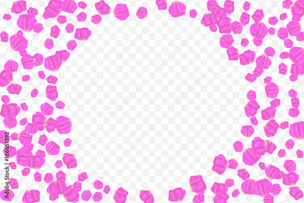 Frame of flying random, chaotic, pink, lilac, petals on transparent background.