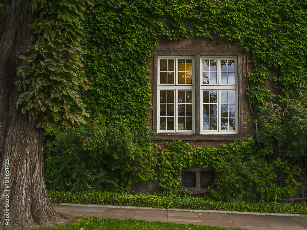 A window on the wall with ivy.