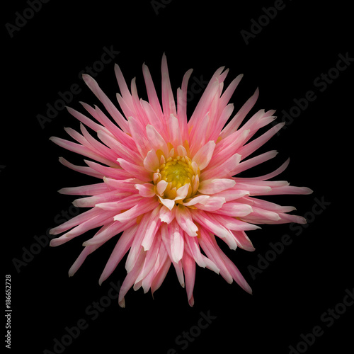 Fototapeta Naklejka Na Ścianę i Meble -  Pink dahlia on a black background