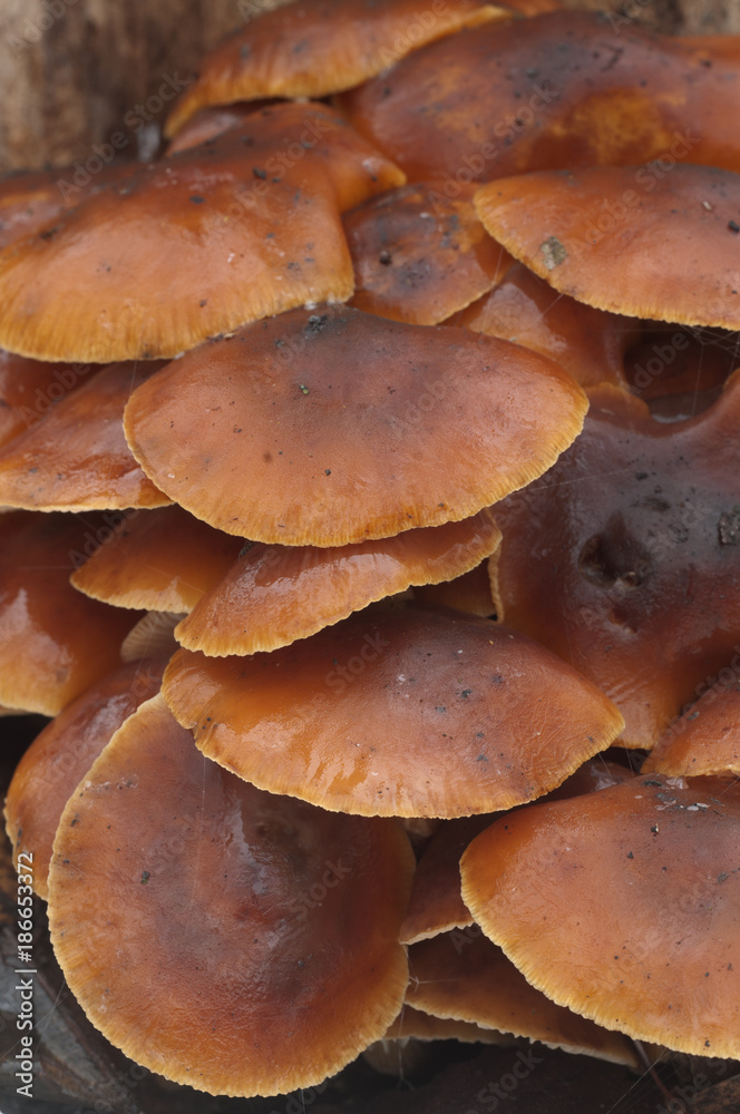Flammulina velutipes mushrooms Flammulina velutipes mushrooms