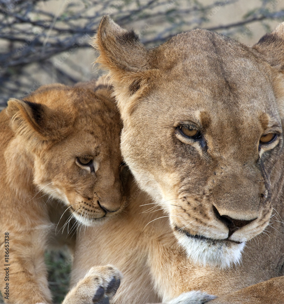 Obraz premium Lioness and cub - Savuti Region of Botswana