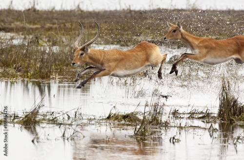 Photography Red Lechwe - Chobe National Park - Botswana