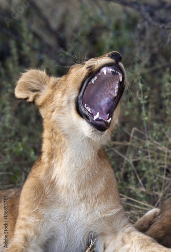 Lion cub - Savuti Region of Botswana