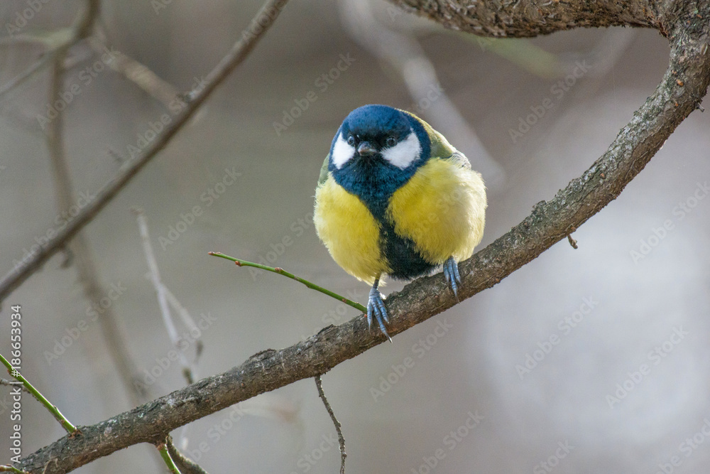 Fototapeta premium Cute Great tit (Parus major) bird in yellow black color sitting on tree branch