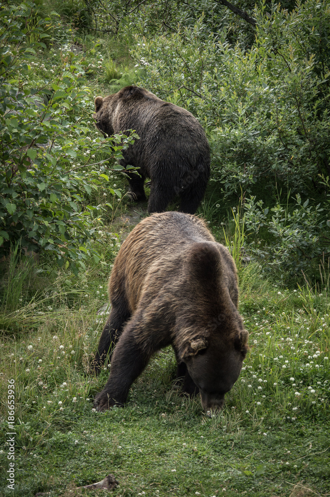 Fototapeta premium Bears eating berries in the bushes