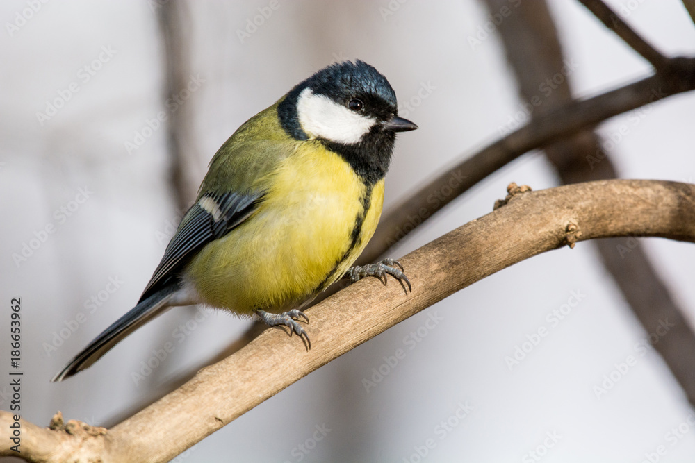 Cute Great tit (Parus major) bird in yellow black color sitting on tree branch Cute Great tit (Parus major) bird in yellow black color sitting on tree branch