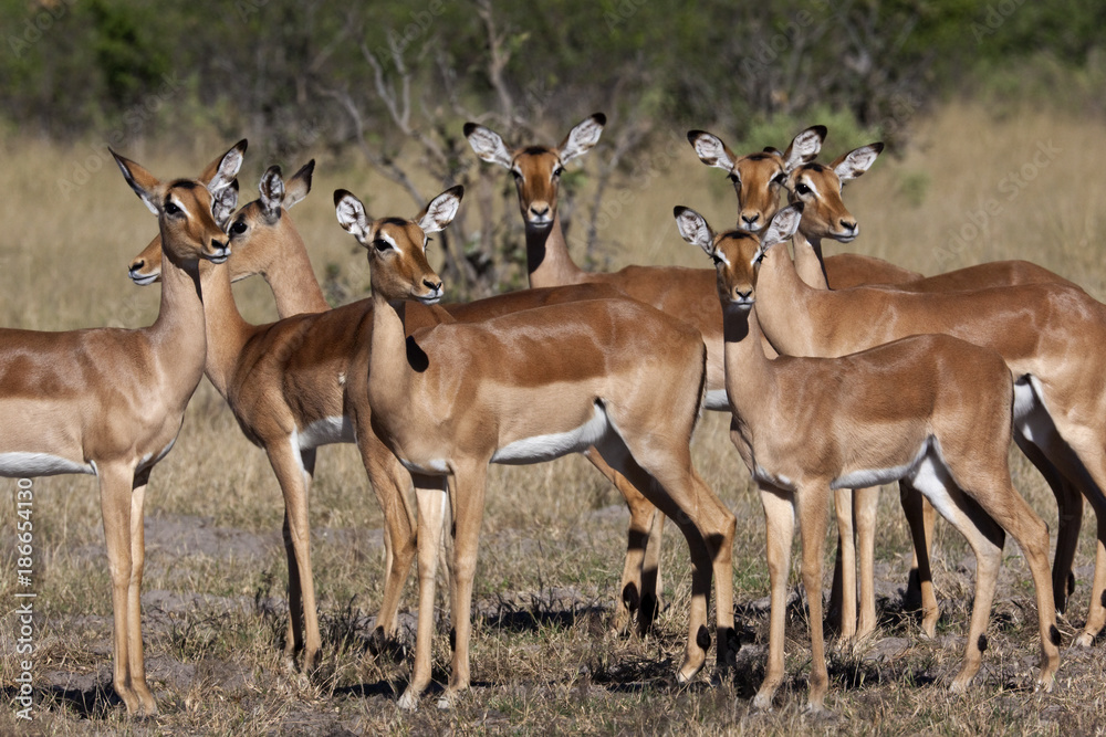 Female Impala - Savuti region of Botswana Female Impala - Savuti region of Botswana