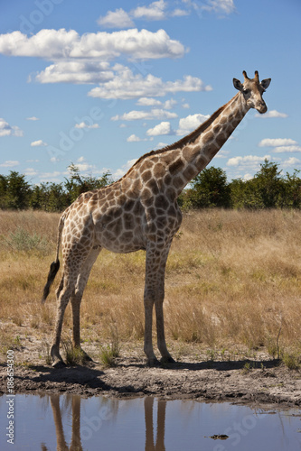 Giraffe  Giraffa camelopardalis  - Botswana