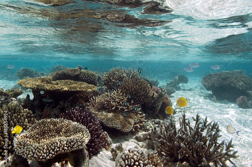 Coral Reef - Ari Atoll - Maldives
