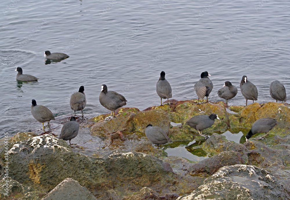 Ducks on a stone Ducks on a stone