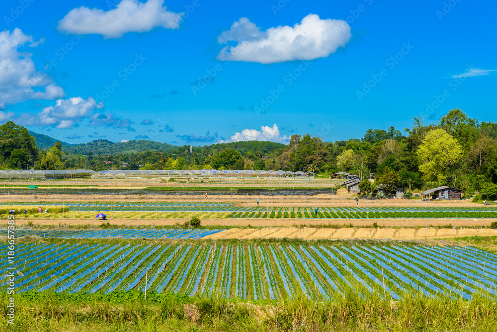 Preparation of soil for Strawberry cultivation, Strawberry field partially at Chiang Mai, Thailand.