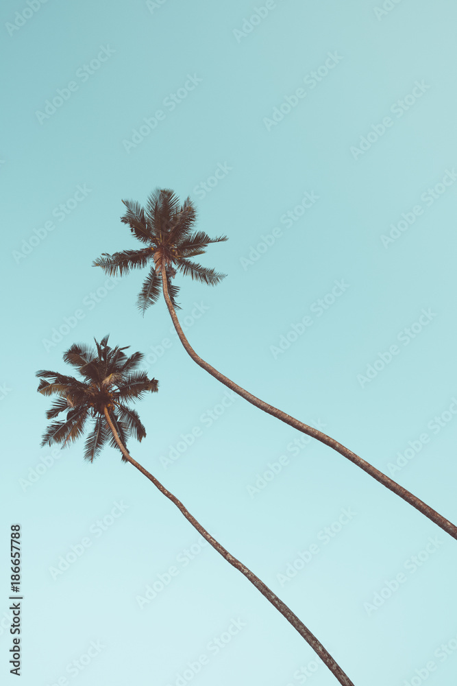 Fototapeta premium Two coconut palm trees hanging over sky background vintage color toned