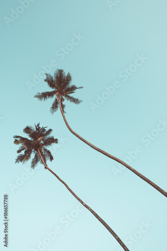 Two coconut palm trees hanging over sky background vintage color toned