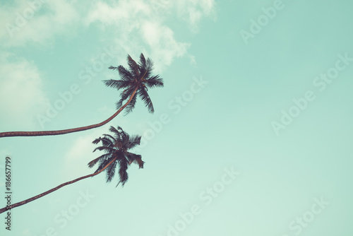 Two coconut palm trees hanging over sky background vintage color toned