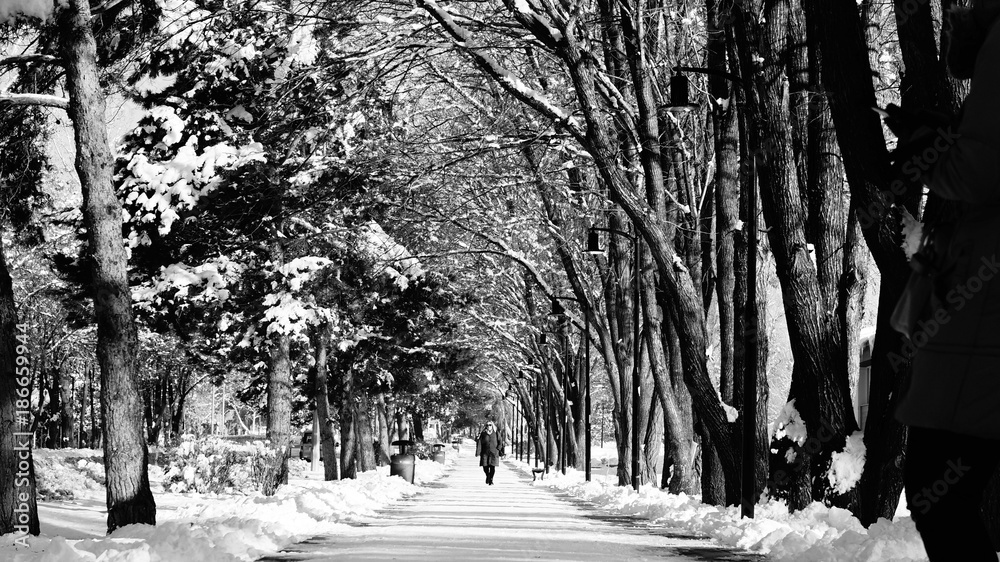 Fototapeta nature