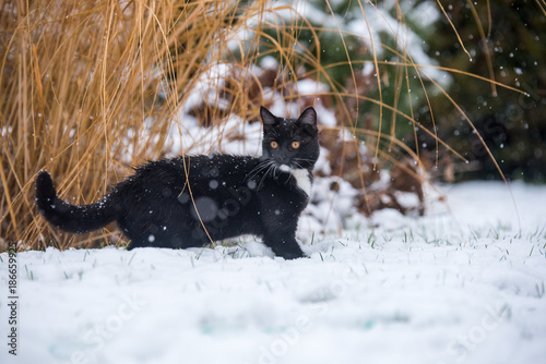 Fototapeta Naklejka Na Ścianę i Meble -  Black cat on the snow.
