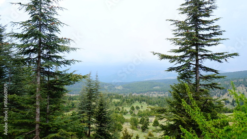 view
