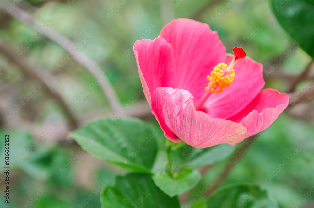.Hibiscus  or Malvaceae grow  in tropical garden..Beautiful blooming rose mallow flower background..