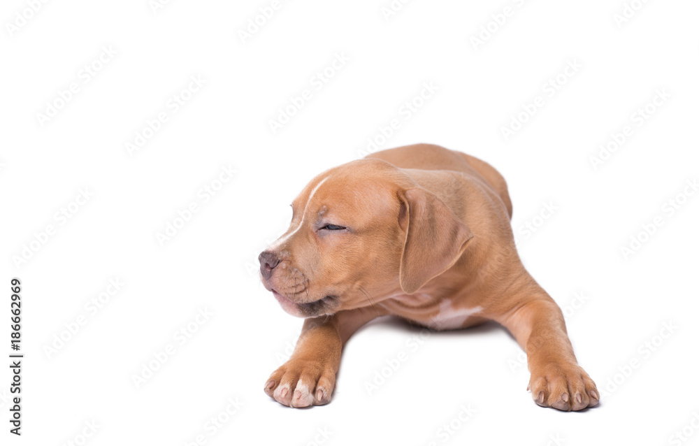 American staffordshire terrier isolated on white American staffordshire terrier isolated on white