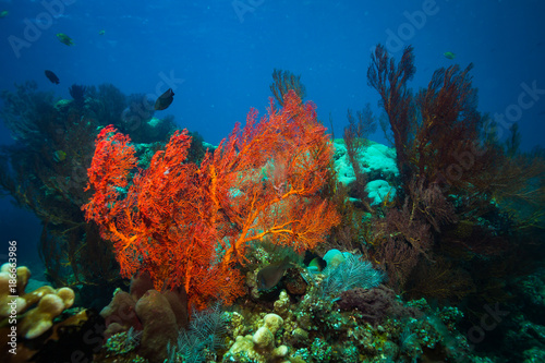 Fototapeta Naklejka Na Ścianę i Meble -  Coral garden