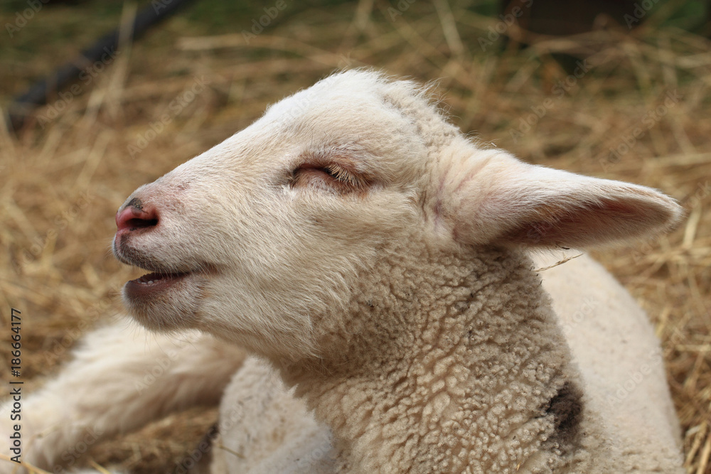 young sheep on the farm in straw