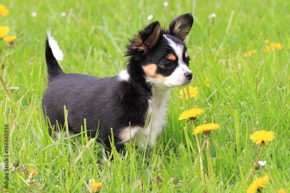 chihuahua in the grass chihuahua in the grass