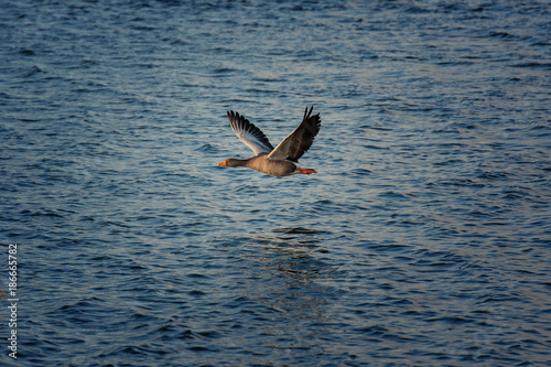 Graugänse im flug über dem Wasser © Jürgen Sieg 
