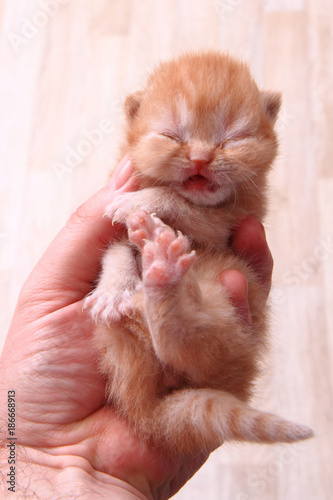 small british kitten