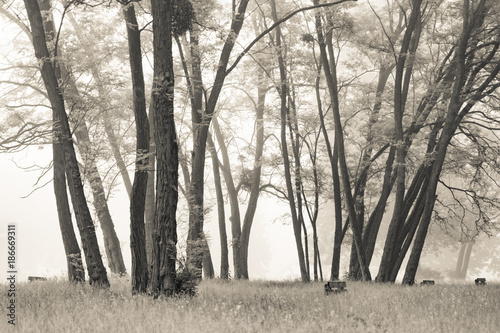 Foggy morning in park with green grass