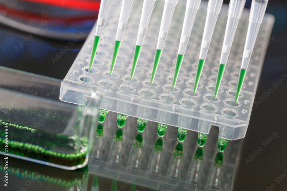 loading amplified DNA samples to agarose gel with multichannel pipette loading amplified DNA samples to agarose gel with multichannel pipette