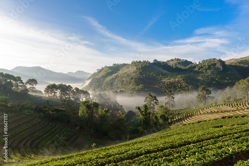 strawberry farm array layer on hill at doi angkhang mountain, chiangmai, thailand © sirastock