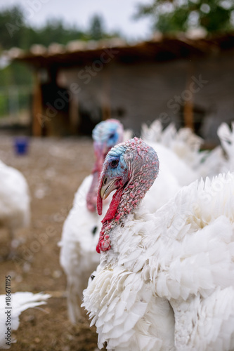 Breeding turkeys on a farm.