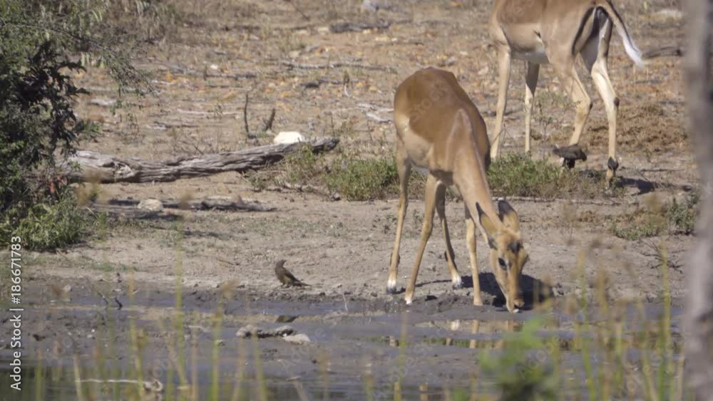 An Impala near waters edge An Impala near waters edge