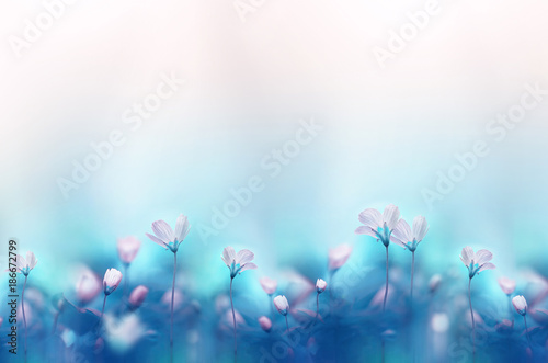 Fototapeta Naklejka Na Ścianę i Meble -  Spring forest white flowers primroses on a beautiful gentle light blue background. Macro. Floral  desktop wallpaper a postcard. Romantic soft gentle artistic image, free space for text.